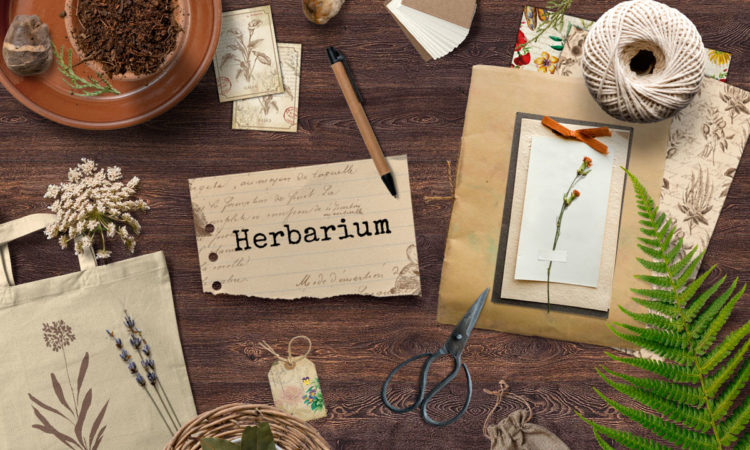 herbarium-box-giugno